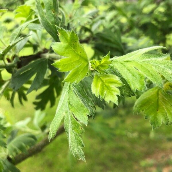 Crataegus laciniata Folla