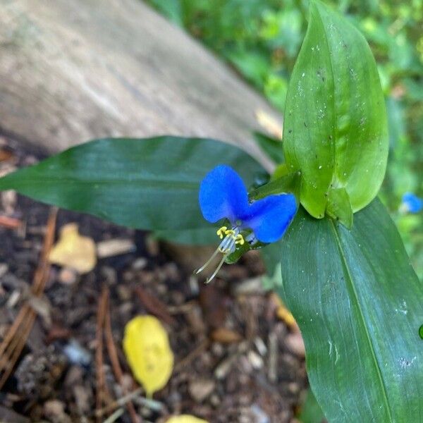 Commelina communis 花