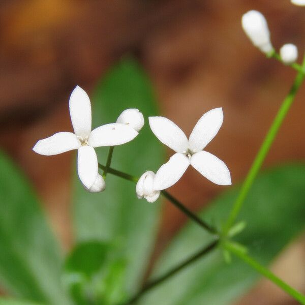 Galium odoratum Квітка