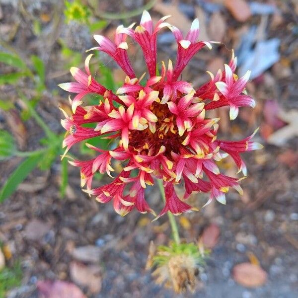 Gaillardia pulchella ফুল