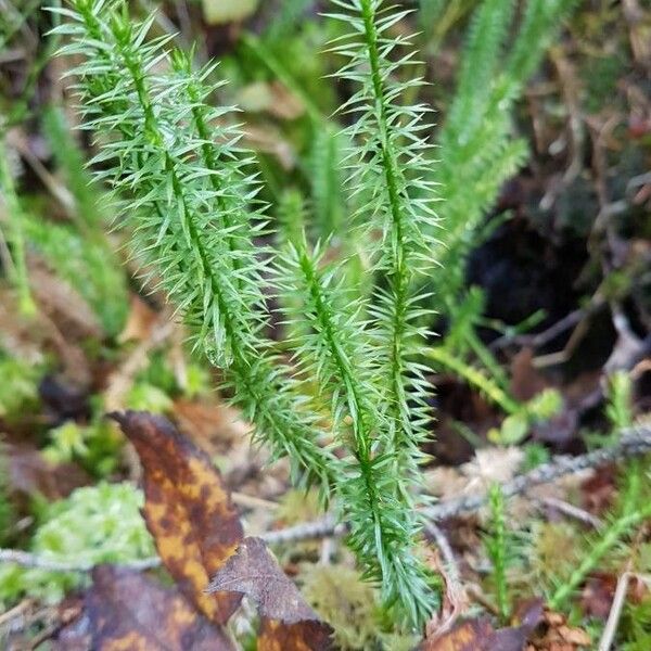 Lycopodium annotinum (Stiff clubmoss)