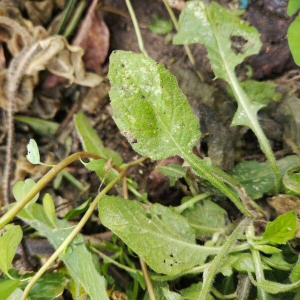 Lapsana communis Leaf