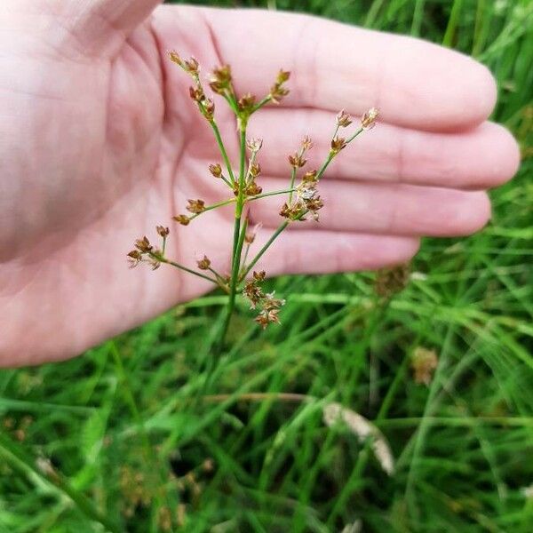 Juncus subnodulosus Çiçek