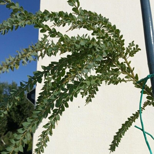 Acacia cultriformis Blatt