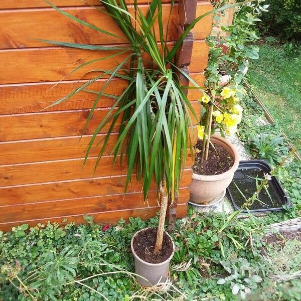 Dracaena reflexa Ліст