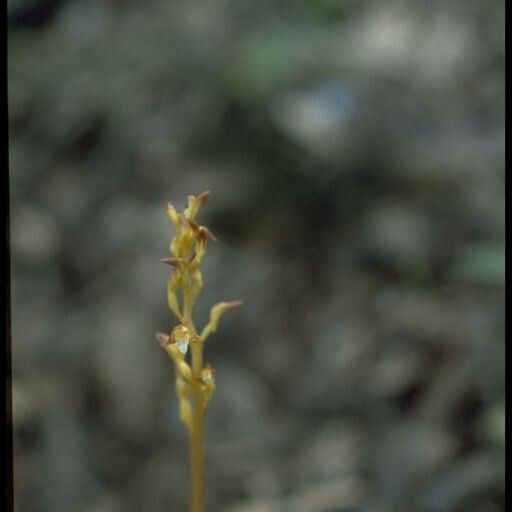 Corallorhiza maculata Квітка