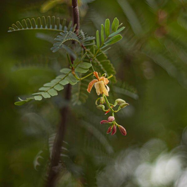 Tamarindus indica Flors