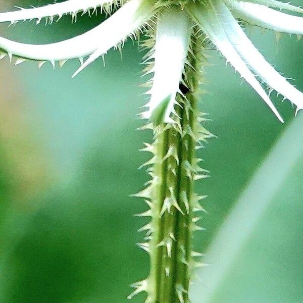 Dipsacus fullonum Bark