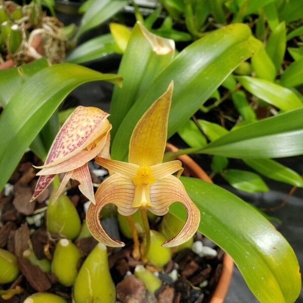 Bulbophyllum facetum Flower