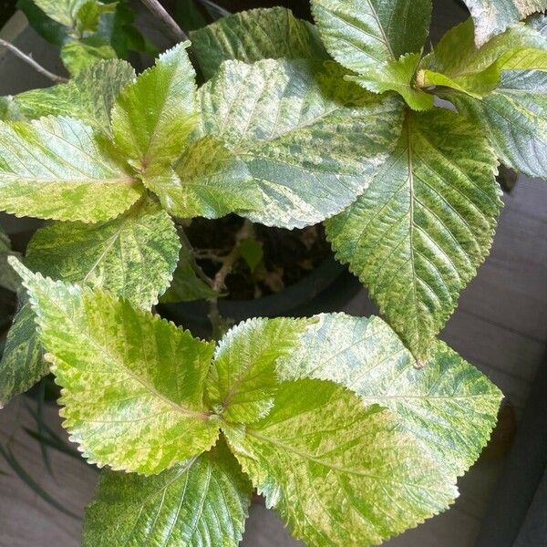 Acalypha wilkesiana পাতা