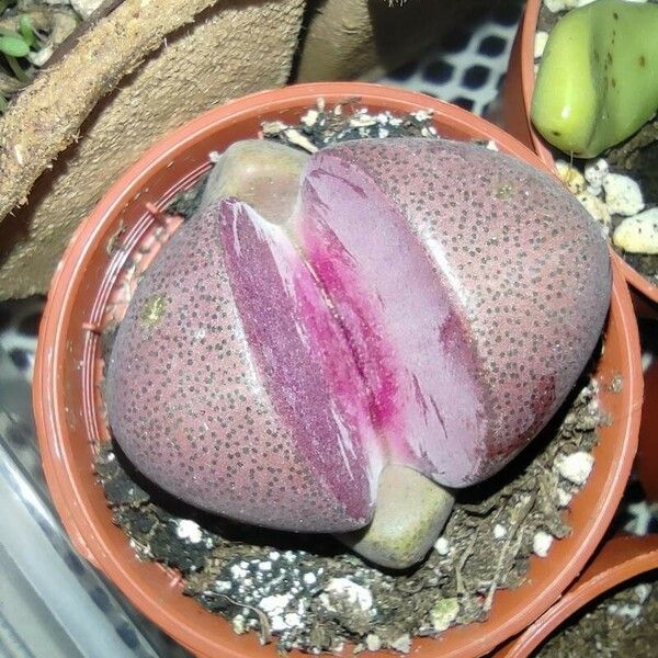 Pleiospilos nelii Yaprak