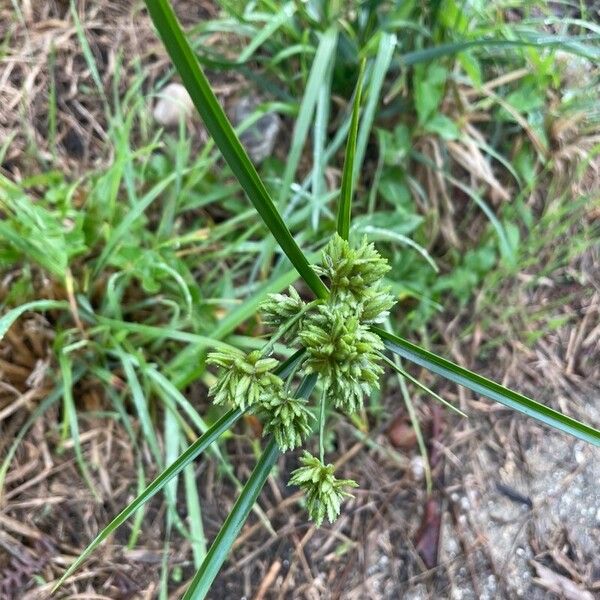 Cyperus eragrostis Цвят