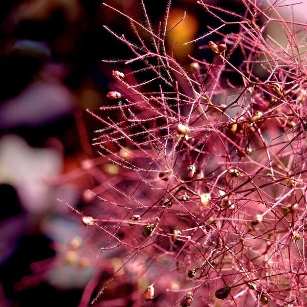 Cotinus coggygria Anders