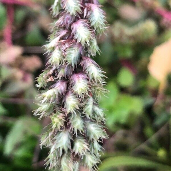 Amaranthus hybridus Blüte