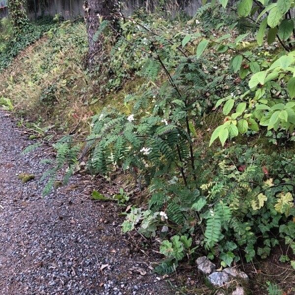 Sorbus koehneana