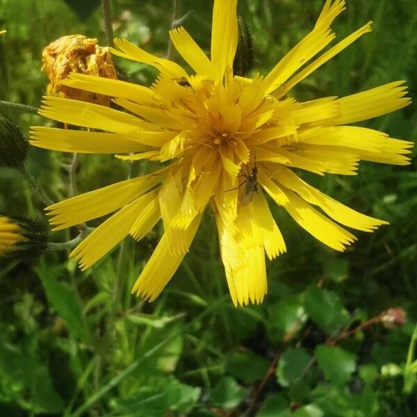 Hieracium lachenalii Flower