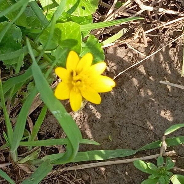 Ficaria verna ফুল