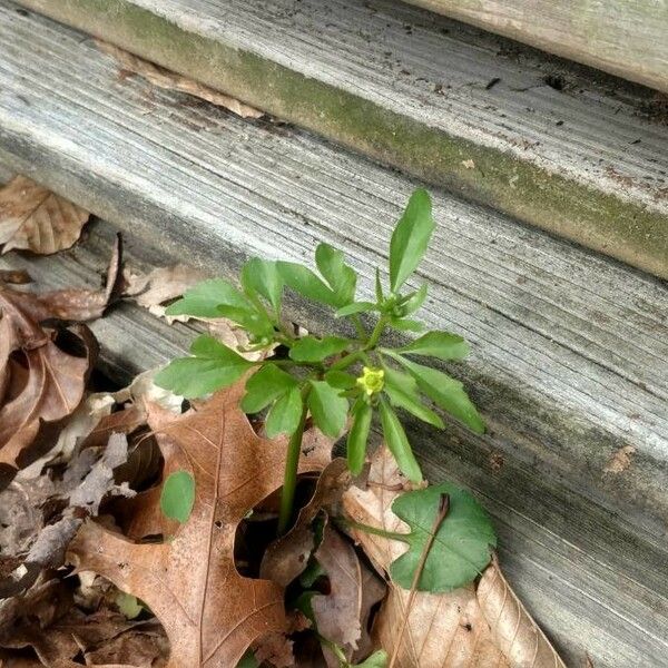 Ranunculus abortivus Leaf