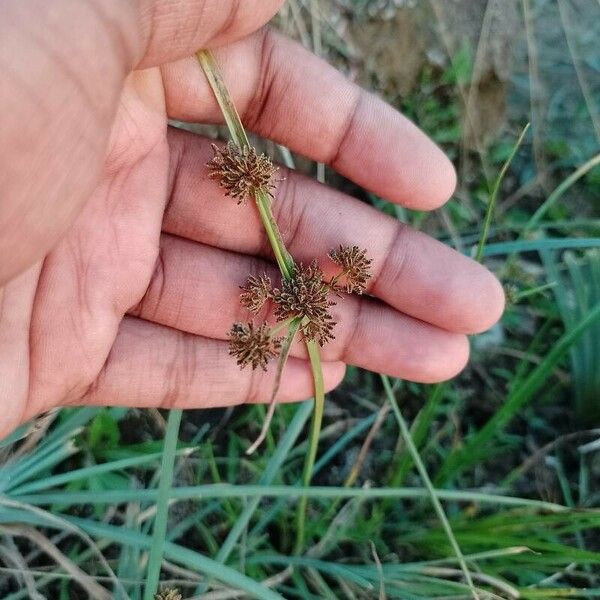 Cyperus difformis Kvet