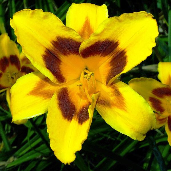 Hemerocallis lilioasphodelus Žiedas