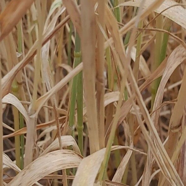 Phalaris canariensis Rinde