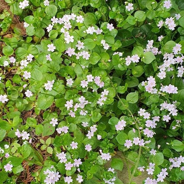 Claytonia sibirica Žiedas