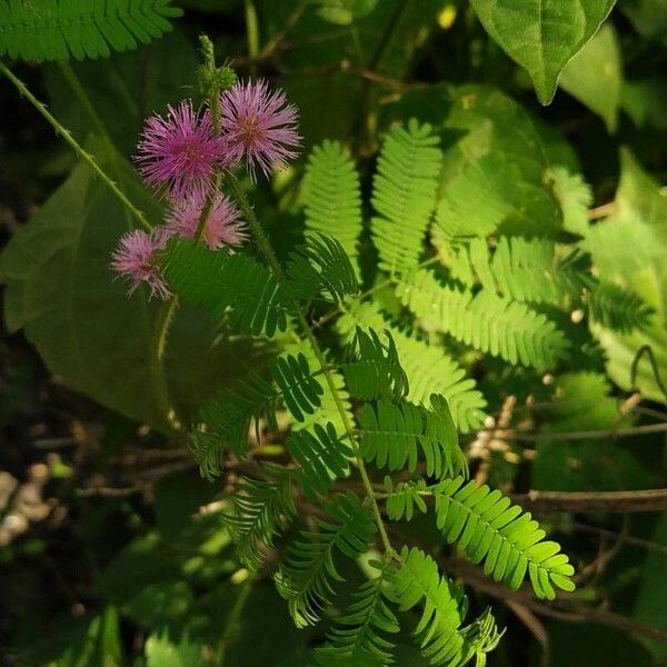 Mimosa diplotricha Φύλλο