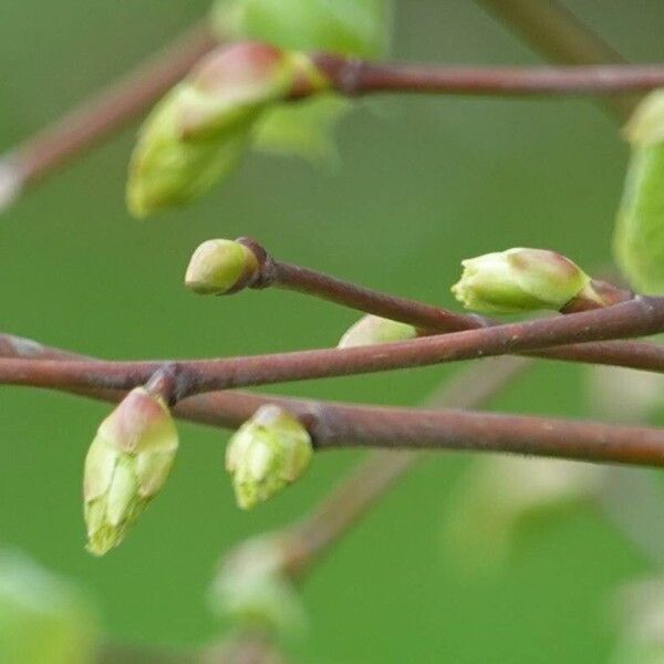 Ulmus glabra Lehti