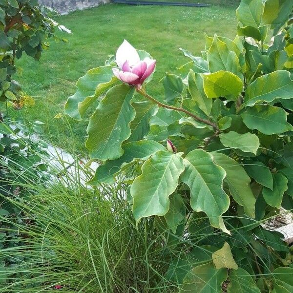 Magnolia liliiflora Lorea