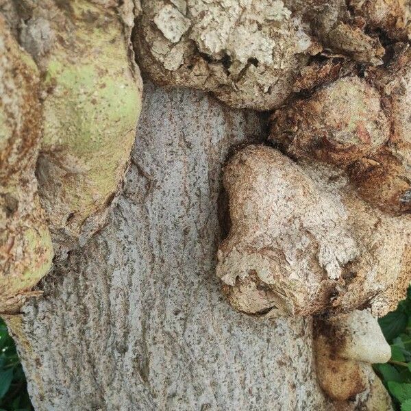 Broussonetia papyrifera Bark