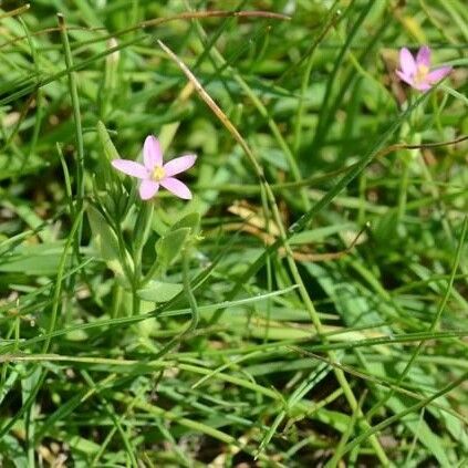 Centaurium pulchellum Plante entière