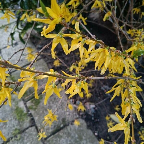 Forsythia suspensa Žiedas