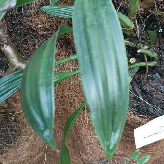 Coelogyne imbricata 葉