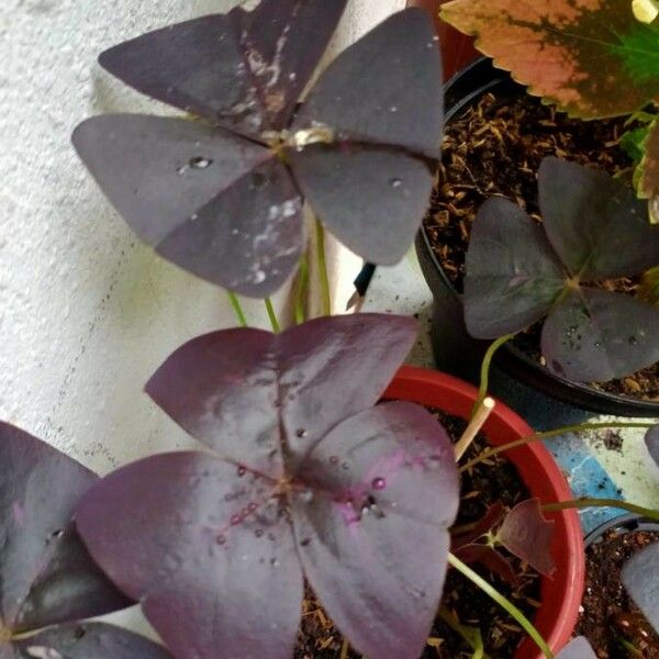 Oxalis purpurea Flors