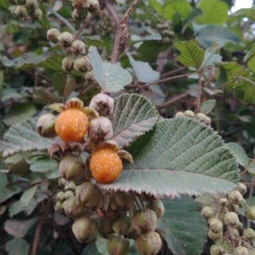 Rubus ellipticus Frukto