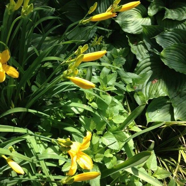 Hemerocallis lilioasphodelus Habit