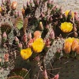 Opuntia macrocentra Leaf