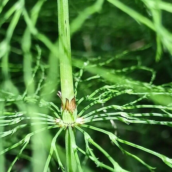 Equisetum sylvaticum बार्क (छाल)