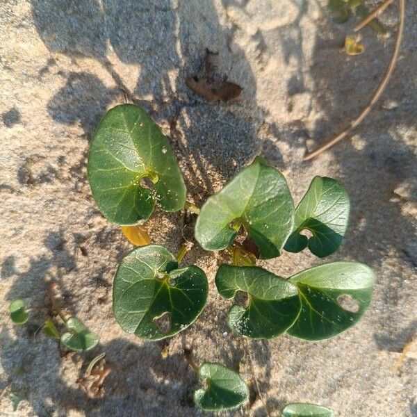 Calystegia soldanella Leaf