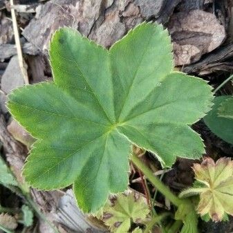 Alchemilla glabra Leaf