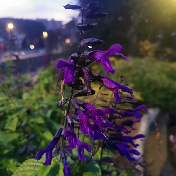 Salvia guaranitica Flors