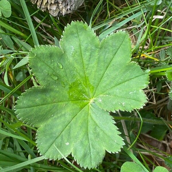 Alchemilla acutiloba Folio