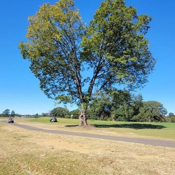 Ulmus laevis Pokrój