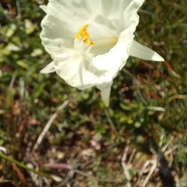 Narcissus cantabricus Flower