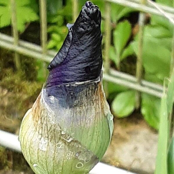 Iris pumila Bloem