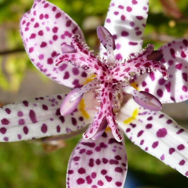 Tricyrtis hirta Flower