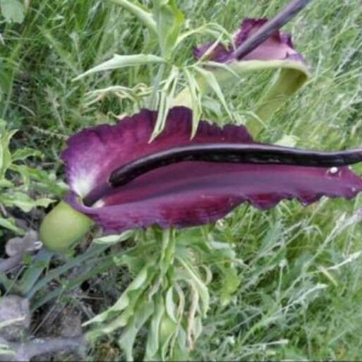 Dracunculus vulgaris Квітка
