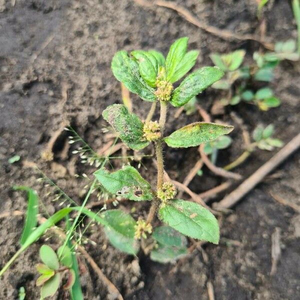 Euphorbia hirta Blad