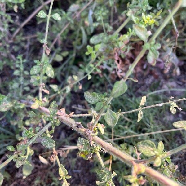 Clinopodium nepeta Лист