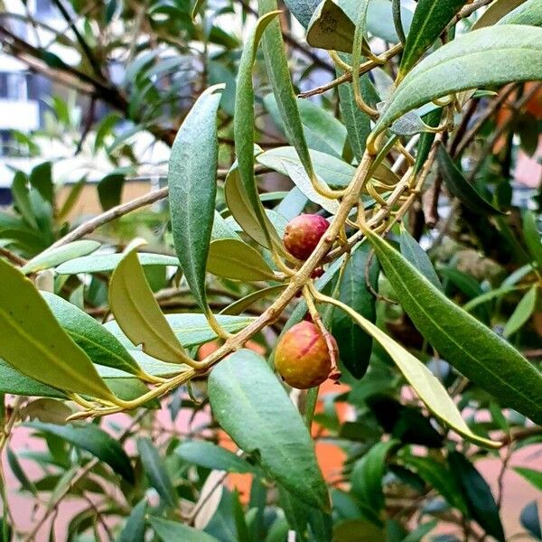 Phillyrea angustifolia Lapas